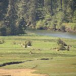 Colonial Creek Estuary, Vancouver Island, BC