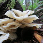 Edible-Mushrooms, Angel Wing Mushroom, Vancouver Island, BC