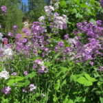 Invasive Plants, Dames Rocket, Vancouver Island, BC
