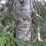 Coniferous Trees, Pacific Silver Tree, Vancouver Island, BC