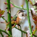 Rufous Hummingbird, Vancouver Island, BC