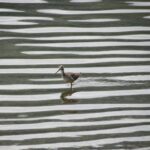 Lesser Yellow Legs, Vancouver Island, BC