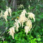 Deciduous Trees, Ocean Spray, Vancouver Island, BC