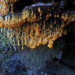 Slime Moulds, Badhamia Utricularia, Vancouver Island, BC
