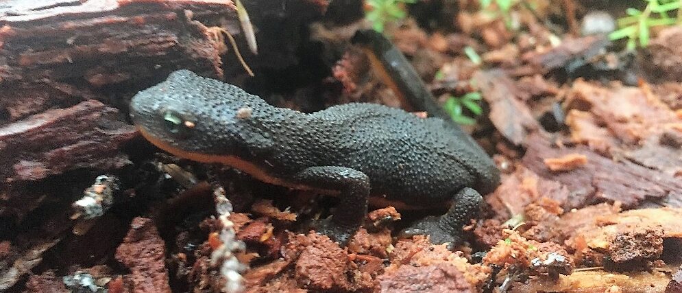 Rough Skin Newt, Vancouver Island, BC Rough Skin Newt, Vancouver Island, BC