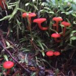 Edible-Mushrooms, Vermilion Waxcap Mushroom, Vancouver Island, BC