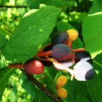 Wild Fruit, Indian Plum, Vancouver Island, BC