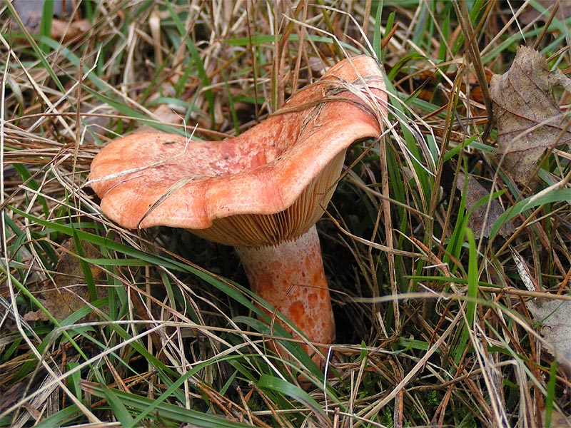 Bleeding Milkcap, Vancouver Island, BC Bleeding Milkcap, Vancouver Island, BC