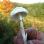 Dune Dappering Mushroom, Vancouver Island, BC