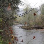 Rivers, Cameron River, Vancouver Island, BC