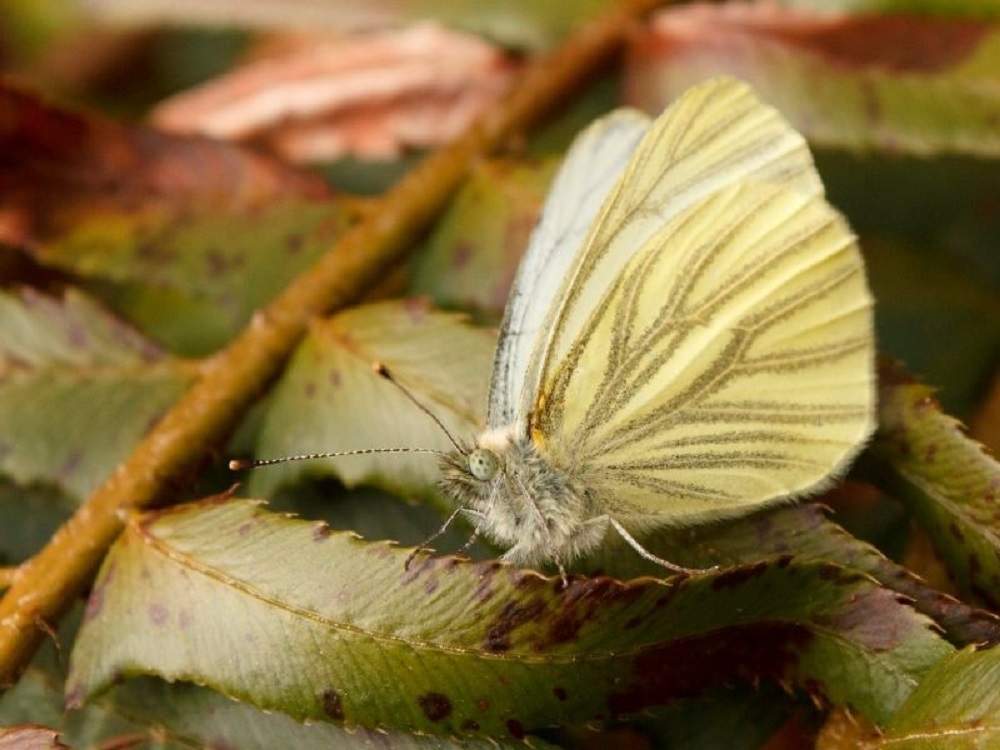 Margined White Butterfly, Vancouver Island, BC Margined White Butterfly, Vancouver Island, BC