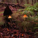 Orange Bonnet Mushroon, Vancouver Island, BC
