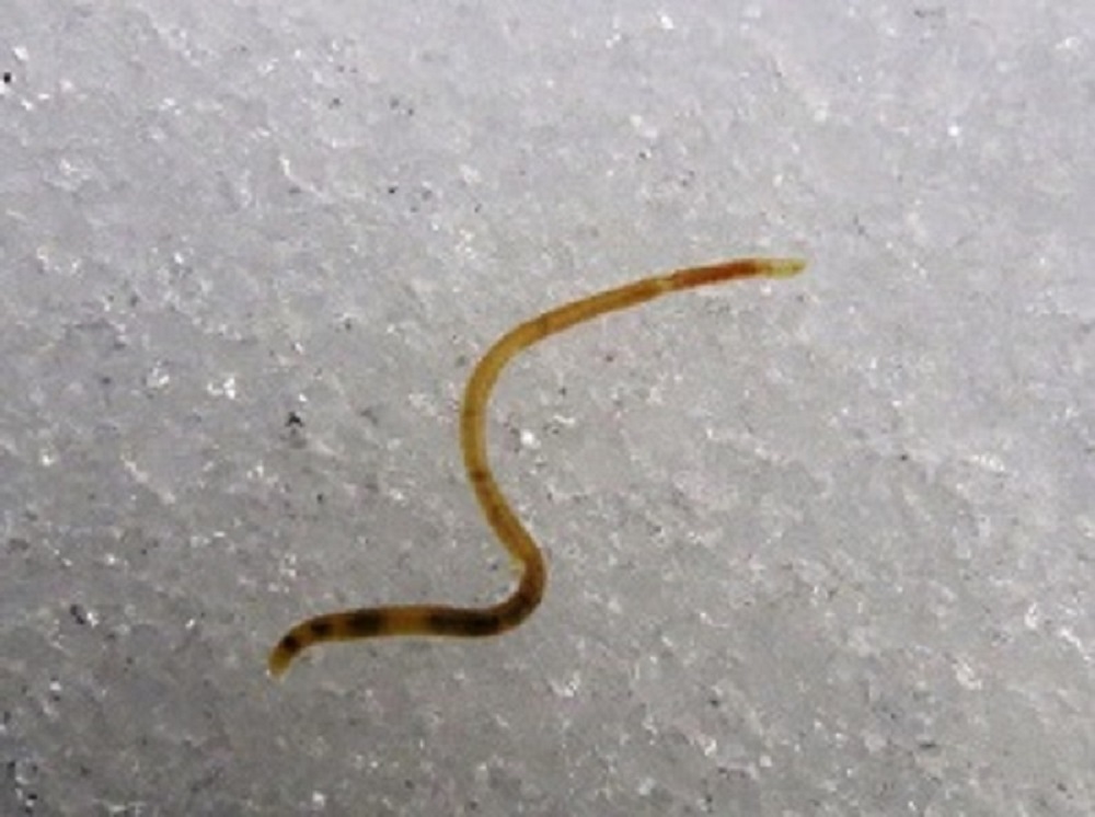 Snow Worm, Vancouver Island, BC Snow Worm, Vancouver Island, BC