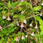 Twinflower, Vancouver Island, BC