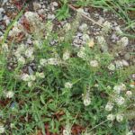 Western Peppergrass, Vancouver Island, BC