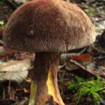 Edible-Mushrooms, Admirable Boletus Mushroom, Vancouver Island, BC