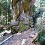 Big Trees, Admiral Broeren, Vancouver Island, BC