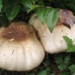 Edible-Mushrooms, The Prince Mushroom, Vancouver Island, BC