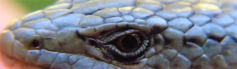 Northern Alligator Lizard, Vancouver Island, BC Northern Alligator Lizard, Vancouver Island, BC