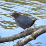 Woodland Birds, American Dipper, Vancouver Island, BC