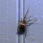 Spiders, American House Spider, Vancouver Islan, BC