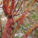 Deciduous Trees, Arbutus Trees, Vancouver Island, BC
