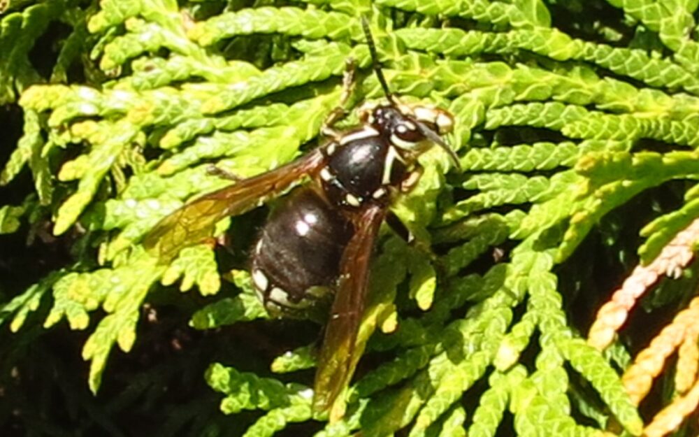 Bald Faced Hornet, Vancouver Island, BC Bald Faced Hornet, Vancouver Island, BC