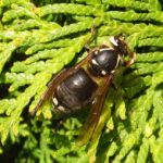 Bald Faced Hornet, Vancouver Island, BC