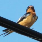 Barn Swallow, Vancouver Island, BC