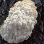 Lions Mane Mushroom, Vancouver Island, BC