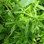 Medicinal-Plants, Bedstraw, Vancouver island, BC