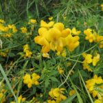 Poisonous-Plants, Birds Foot Trefoil, Vancouver Island, BC