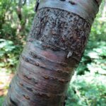 Deciduous Trees, Bitter Cherry Trees, Vancouver Island, BC