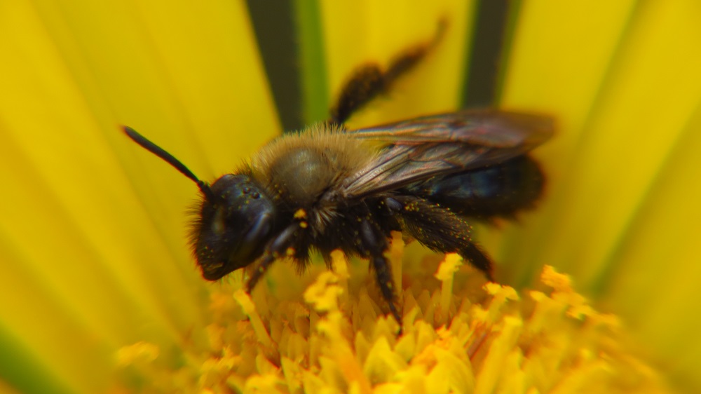 Mason Bees, Vancouver Island, BC Mason Bees, Vancouver Island, BC