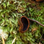 Non Edible Mushrooms, Black Urn Fungi, Vancouver Island, BC