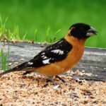 Woodland Birds, Black Headed Gosbeak, Vancouver Island, BC