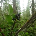Wild Fruit, Black Huckleberry, Vancouver Island, BC