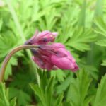 Medicinal-Plants, Bleeding Heart, Vancouver island, BC