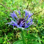 Mountain Bluet, Vancouver Island, BC