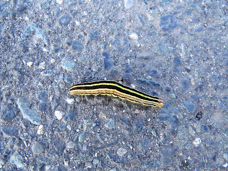 Broom Moth Caterpillar, Vancouver Island, BC Broom Moth Caterpillar, Vancouver Island, BC
