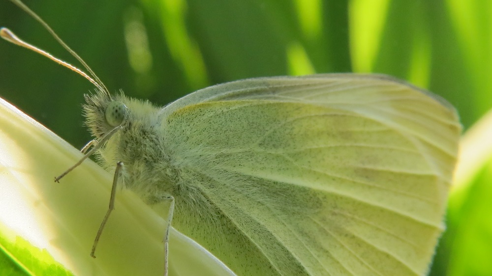 Cabbage White Butterfly, Vancouver Island, BC Cabbage White Butterfly, Vancouver Island, BC