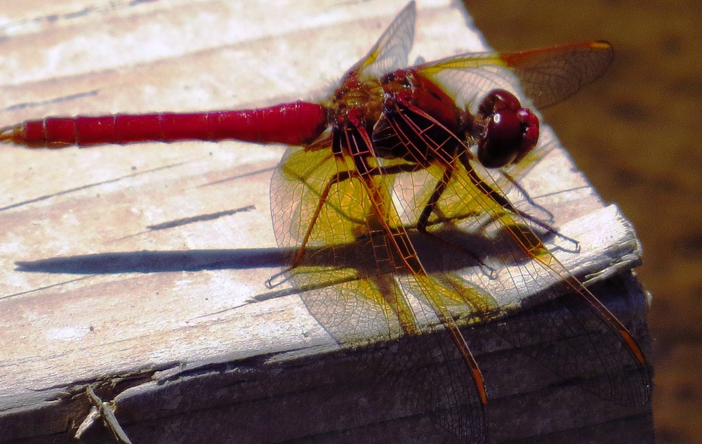 Cardinal Meadowhawk Dragonfly, Vancouver Island, BC Cardinal Meadowhawk Dragonfly, Vancouver Island, BC