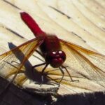 Cardinal Meadowhawk Dragonfly, Vancouver Island, BC