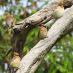 Cedar Waxwing, Vancouver Island, BC
