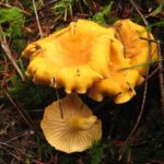 Chanterelle Mushroom, Vancouver Island, BC