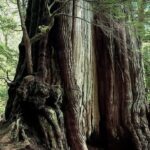 Big Trees, Cheewat Cedar, Vancouver Island, BC