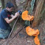 Chicken Of The Woods Mushroom, Vancouver Island, BC