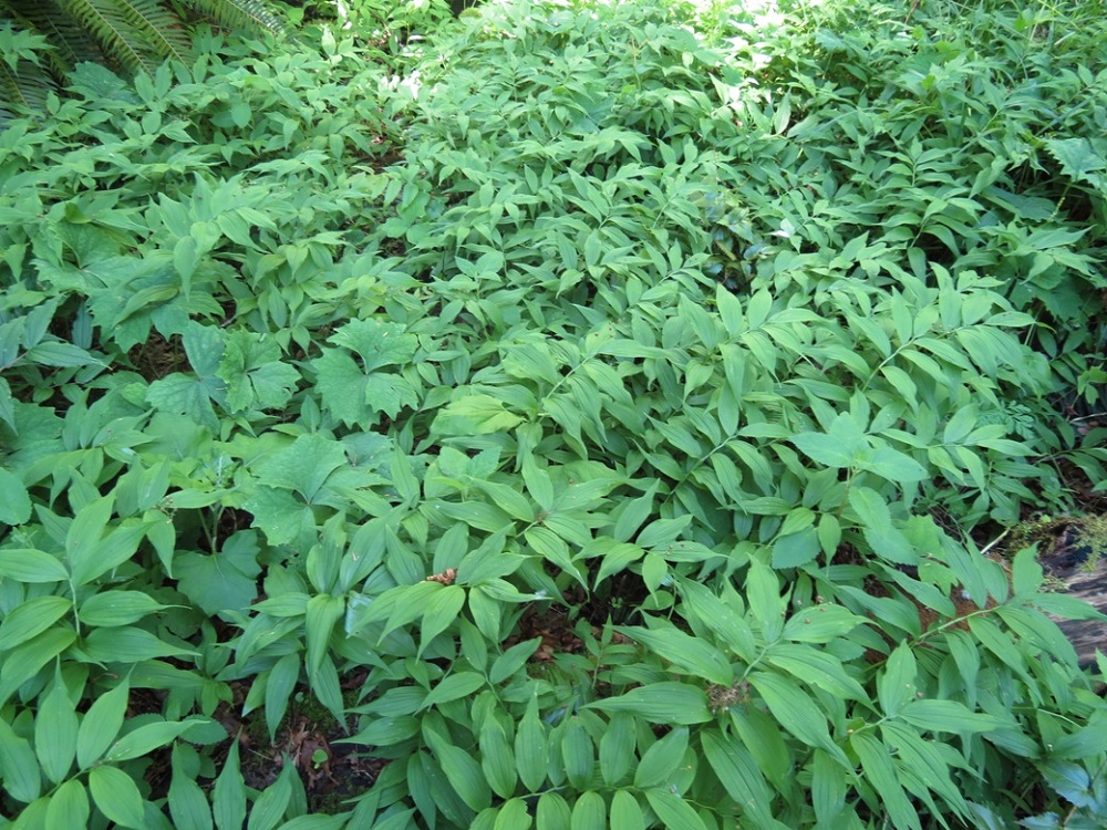 Clasping Twisted Stalk, Vancouver Island, BC Clasping Twisted Stalk, Vancouver Island, BC