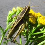 Grasshoppers, Clear Wing Grasshoppers, Vancouver Island, BC