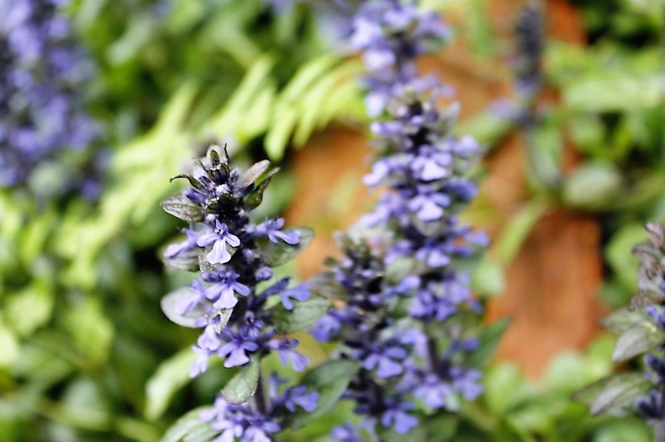 Bugleherb, Vancouver Island, BC Bugleherb, Vancouver Island, BC